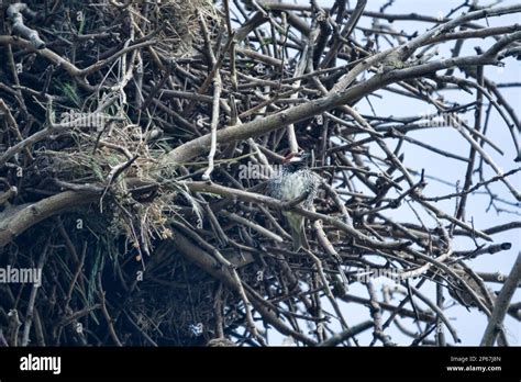 Spanish Sparrows Passer Hispaniolensis Nest In Rooks Nests Where