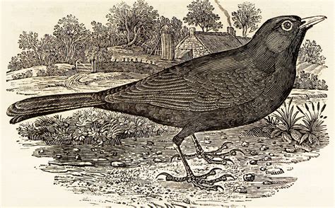 The Worlds Foremost Wood Engraver Thomas Bewick Prints From The