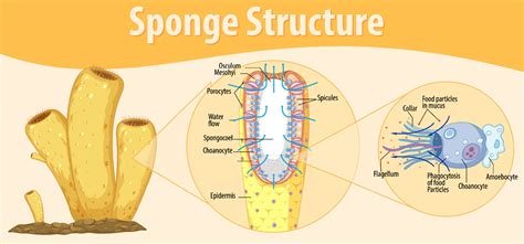 Diagram Showing Structure Of Sponge Vector Art At Vecteezy