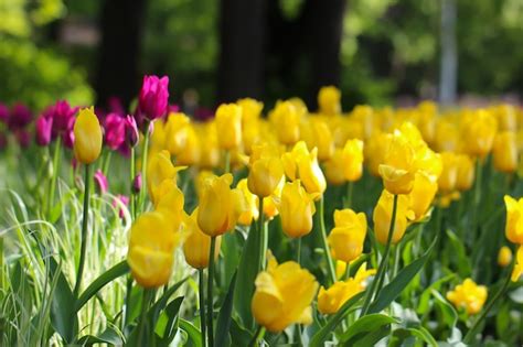 Fondo De Primavera Con Hermosos Tulipanes Amarillos Enfoque Selectivo