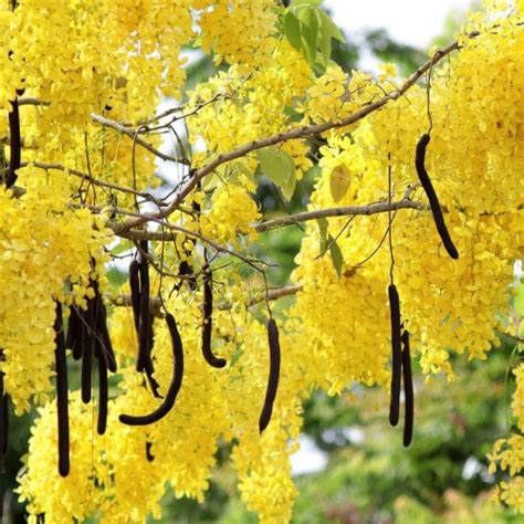 Cassia Fistula Greenlife By Shamus O Leary