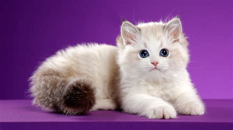 Cute White Cat Is Lying Down On A Table In A Purple Color Background HD ...