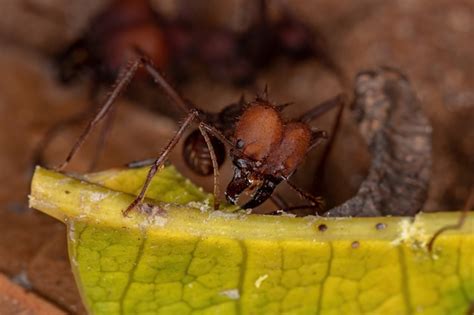 Atta formiga cortadeira do gênero atta trabalhando Foto Premium