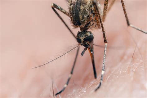 Tropische Bedrohung Wie gefährlich ist das Dengue Fieber Virus WEB DE