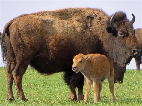 12 Beautiful Photos Of Wildlife In Iowa