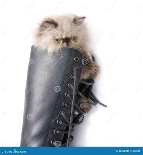 Gatos De Botas Ovo 1