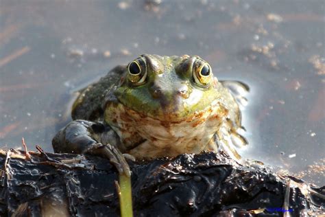 Komm Gib Mir Nen Schmatzer Ich Bin Dein Prinz Ngid Flickr