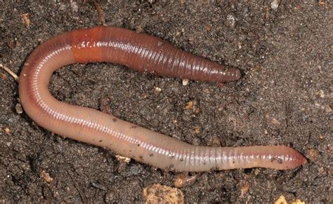 Lumbricus Terrestris Imws80323 Earthworms Picture Of Earthworm