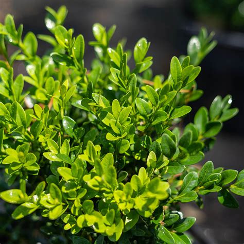 Shop Green Velvet Boxwood For Sale Buy Evergreen Shrubs Perfect Plants