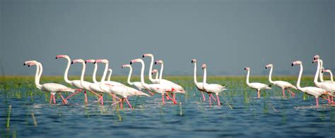 Nal Sarovar Bird Sanctuary Ahmedabad Entry Fees, Timings, Best Time To ...