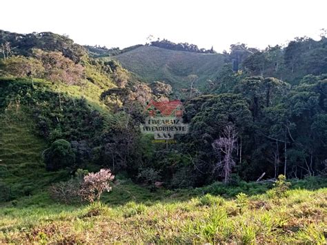 VENTA DE FINCA PRODUCTORA 19 5 HECTÁREAS EN SAN ROQUE ANTIOQUIA 280