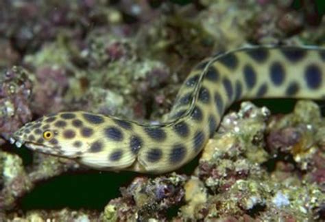 Spotted Snake Eel Information and Picture | Sea Animals