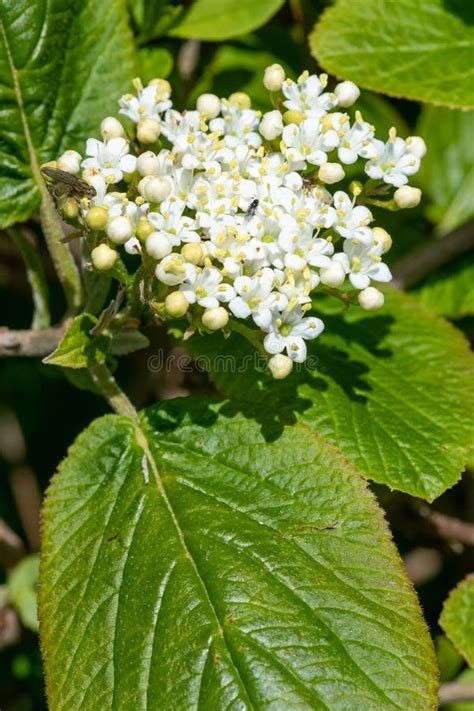 Wayfaring Viburnum (viburnum Lantana) Flowers Stock Image - Image of ...