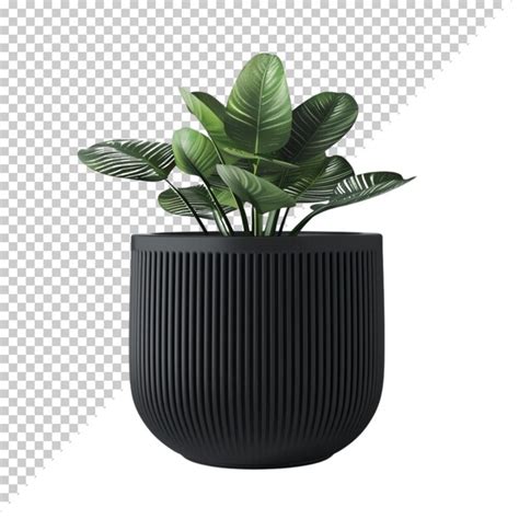 Premium Psd Psd Monstera Deliciosa Png Isolated On Transparent Background