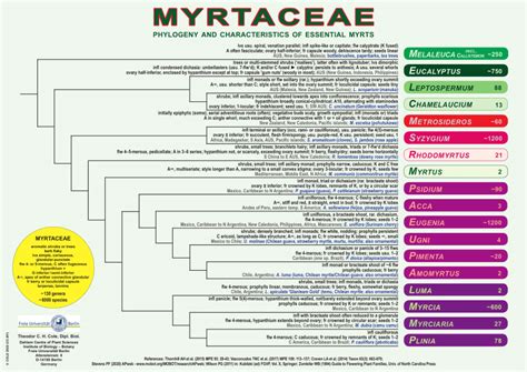 Pdf Myrtaceae Phylogeny And Characteristics Of Essential Myrts