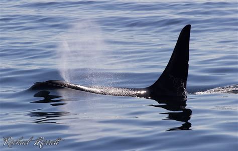 Orca Facts - Did you know? • Georgia Strait AllianceGeorgia Strait Alliance