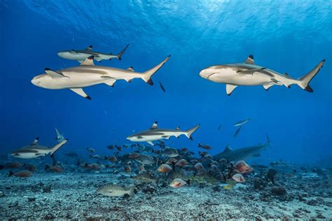 Scuba Diving In Tahiti Topdive