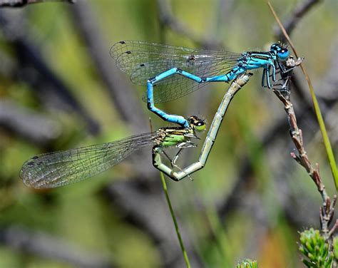 Southern Damselflies The New Forest Hampshire MARMARI Dragonflies