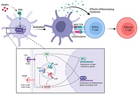 Biology Free Full Text Activation Amplification And Ablation As