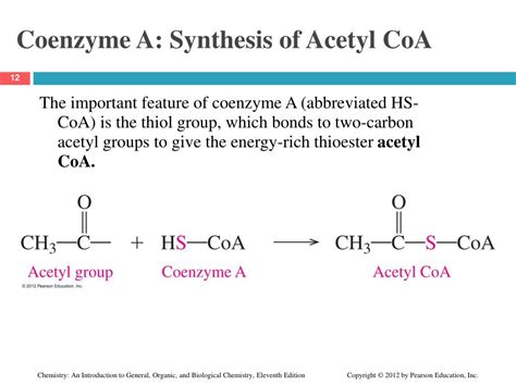 Ppt Chapter 18 Metabolic Pathways And Energy Production Powerpoint