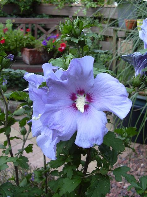 Bluepurple Hibiscus Flowers Miek Schenk Flickr