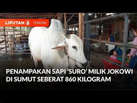 Penampakan Sapi Suro Milik Jokowi Di Sumut Sebesar 860 Kilogram