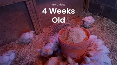 4 Weeks Old Chicks Youtube