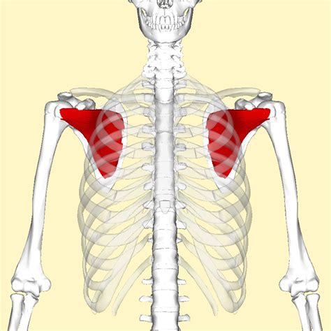 Intrinsic Muscles Of The Shoulder Deltoid Rotator Cuff Geeky Medics