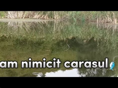 O Partida De Pescuit Pe Un Lac Privat Cu Mult Caras Al Turi De Mihai