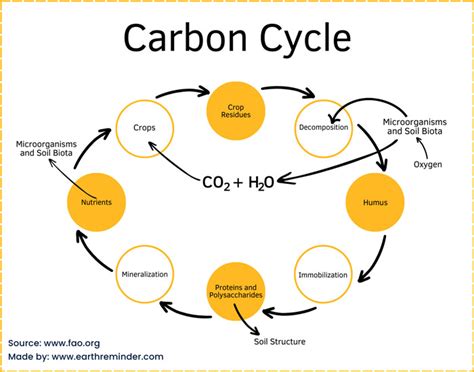 Carbon Cycle In Ecosystem Stages Types And Summary Carbon Cycle