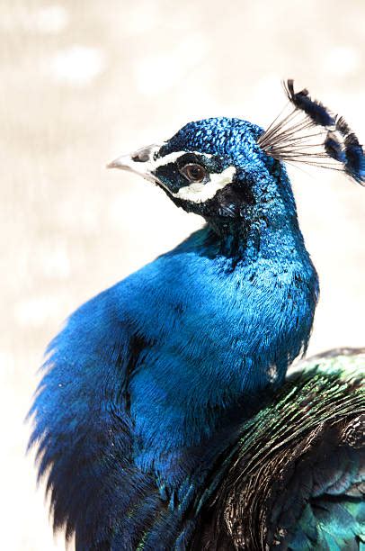 530+ Beautiful Peacock Beak Looking Into Camera Stock Photos, Pictures ...