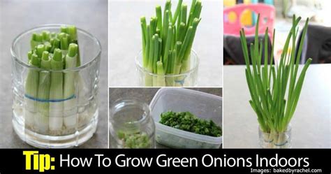 Tip: How To Grow Green Onions Indoors