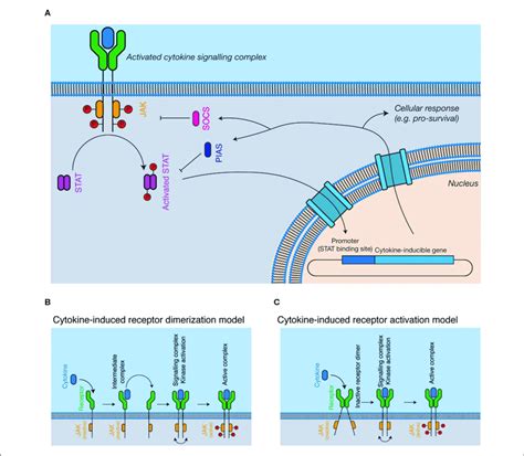 Cytokine Signaling Pathway