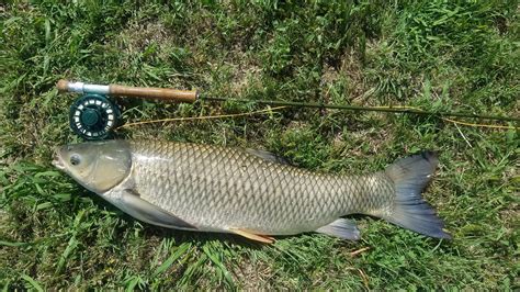 First Grass Carp On The Fly 30lbs Rflyfishing