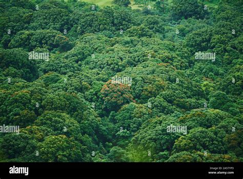 Rainforest At The Nu Uanu Pali Lookout Nu Uanu Pali Honolulu