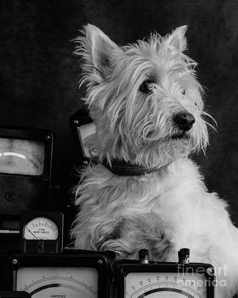 The Inventor Dog Photograph By Edward Fielding