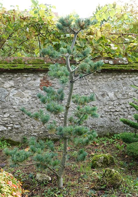 Zénitude au jardin Niwaki Pinus parv glauca