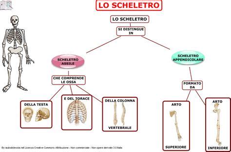 Apparato Scheletrico Sc Media Aiutodislessia Net Con Immagini