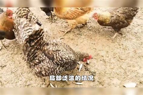 曾在农村泛滥的“趴地虎”，常被拿来喂鸡鸭，为何如今很少见了？农村