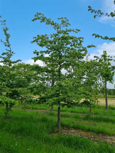 Perzisch Ijzerhout Kopen Brienissen Nl De Grootste In Bomen