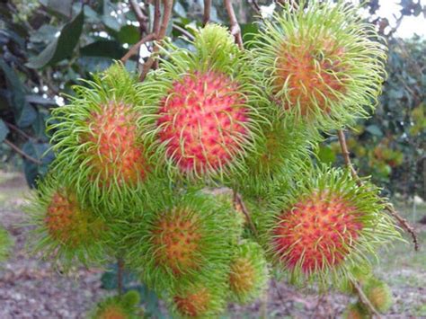 Rambutan Seedling – Lunti - We Grow Opportunities