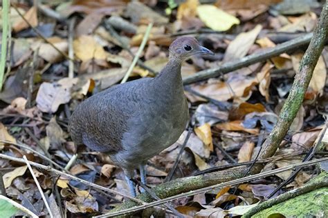 Great Tinamou Society Of Ethnobiology