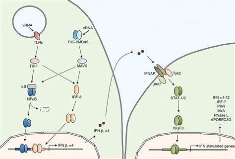 Interferons | alphavirus.org