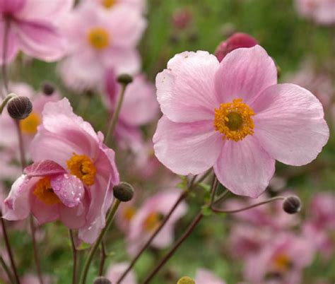 Anemone Pink Saucer Anemone Hupehensis Seeds