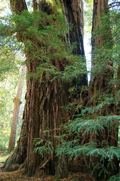 Giant Redwood Trees In California Free Stock Photo - Public Domain Pictures