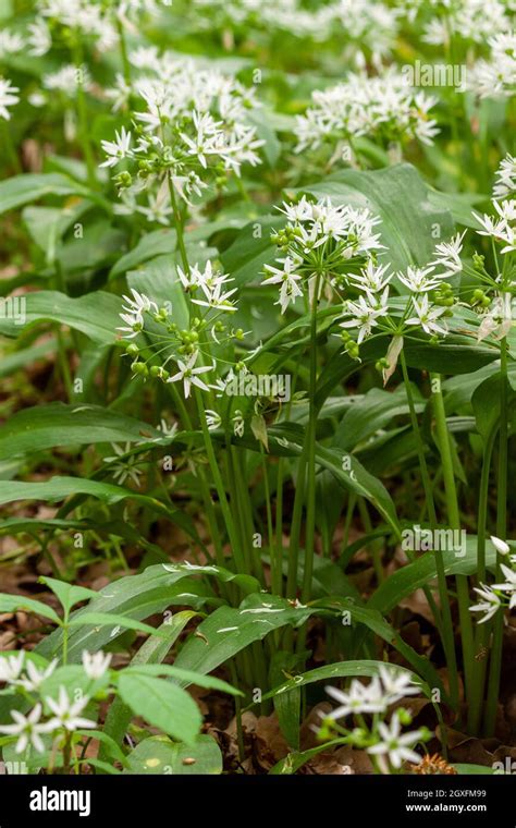 Wild Garlic Carpet In Forest Ready To Harvest Ramsons Or Bears Garlic