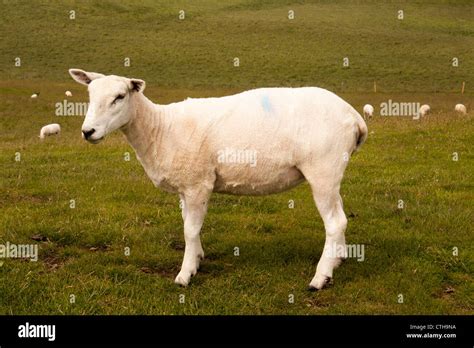 Fleecy Grass Hi Res Stock Photography And Images Alamy