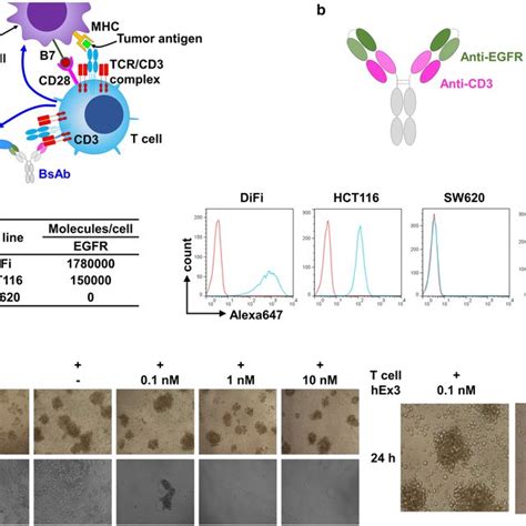 Characteristics Of HEx3 An Anti EGFR CD3 BsAb A Principle Of TDB