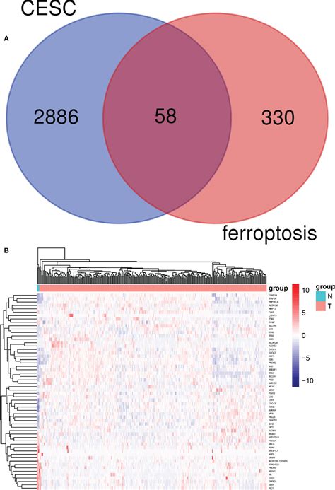 Frontiers A Prognostic Model For Cervical Cancer Based On Ferroptosis