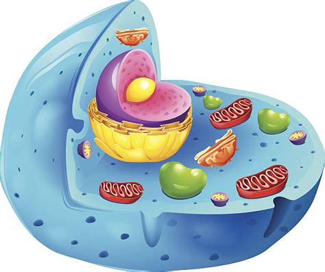 Vacuole Pics Illustrations Royalty Free Vector Graphics And Clip Art Istock